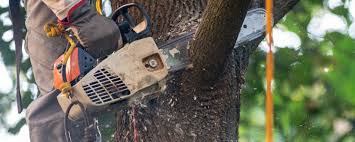 Best Arborist Consultation Services  in Basin, WY